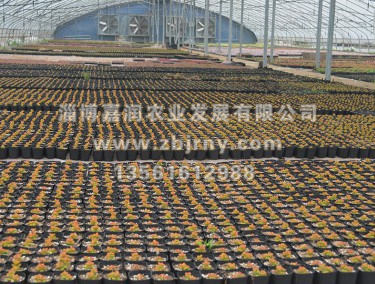 多(duō)肉養殖2代棚