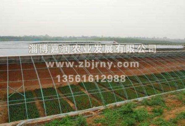 日(rì)光(guāng)溫室